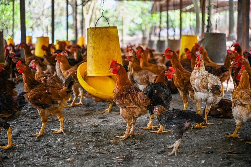 Kekurangan pasokan ayam Malaysia akan diselesaikan tepat waktu untuk Hari Raya Haji: Resmi