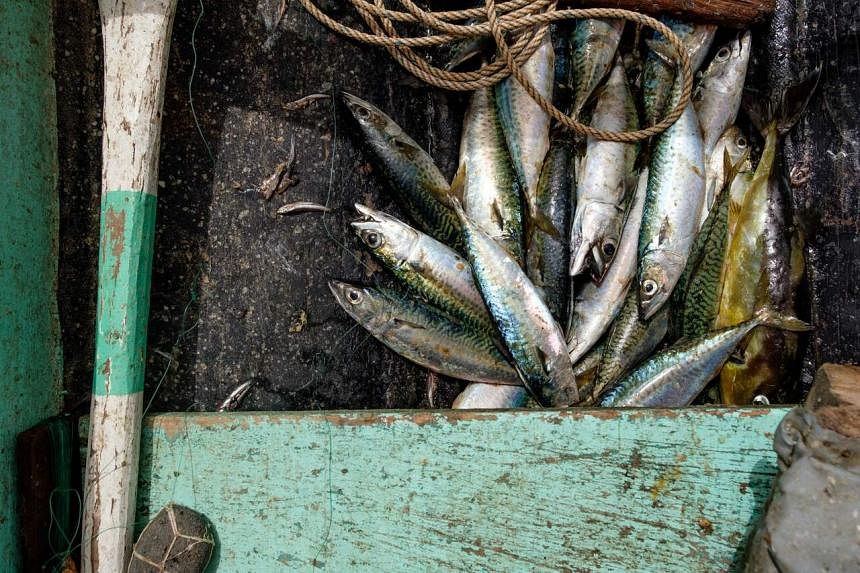 Pasokan ikan di Malaysia akan kembali normal bulan ini, kata menteri