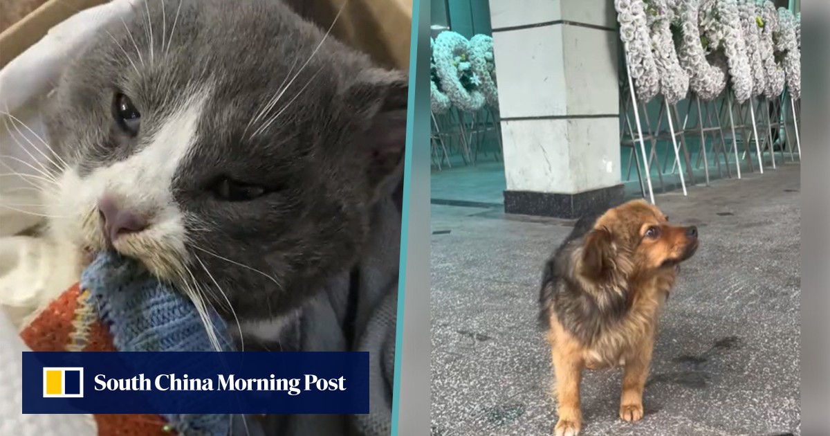 Gairah hewan peliharaan: kucing Cina sekarat menempel pada pemilik dengan napas terakhir, anjing menolak untuk meninggalkan pemakaman, banyak yang meneteskan air mata