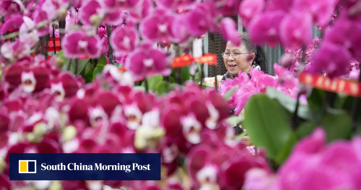 Mengapa anggrek begitu dicintai: festival di Hong Kong merayakan keindahan bunga dan menunjukkan cara membesarkannya di rumah